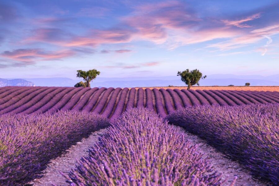 from-aix-day-trip-to-valensole-lavender-fields-in-provence