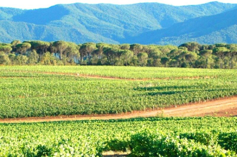 from-aix-en-provence-half-day-wine-tour-in-provence