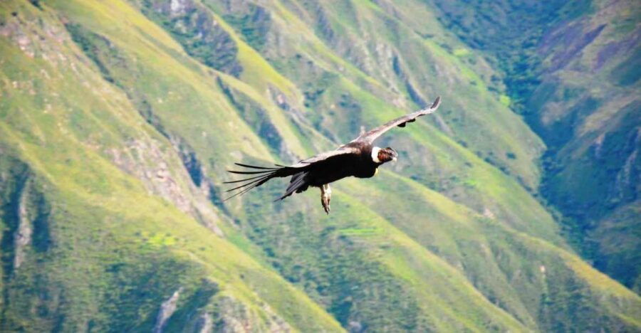 from-arequipa-1-day-tour-to-colca-canyon-ending-to-puno