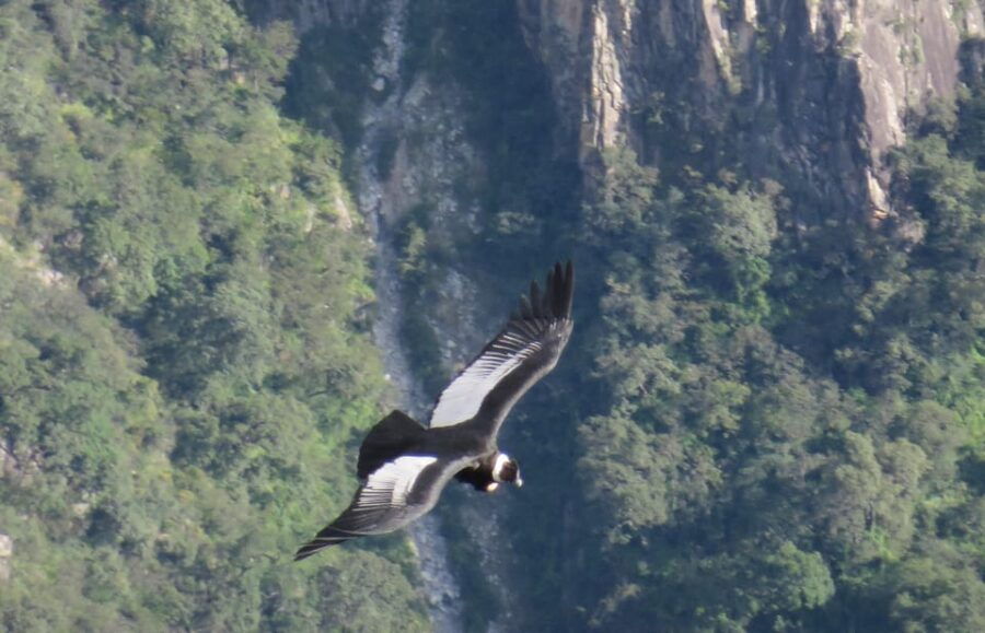 from-arequipa-full-day-tour-of-colca-canyon-with-breakfast