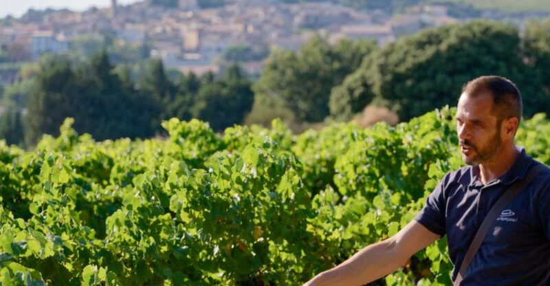from-avignon-chateauneuf-du-pape-half-day-wine-tour