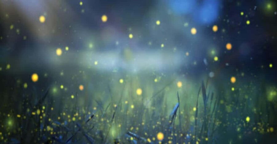 from-bali-night-fireflies-tour-balinese-cultures-insights