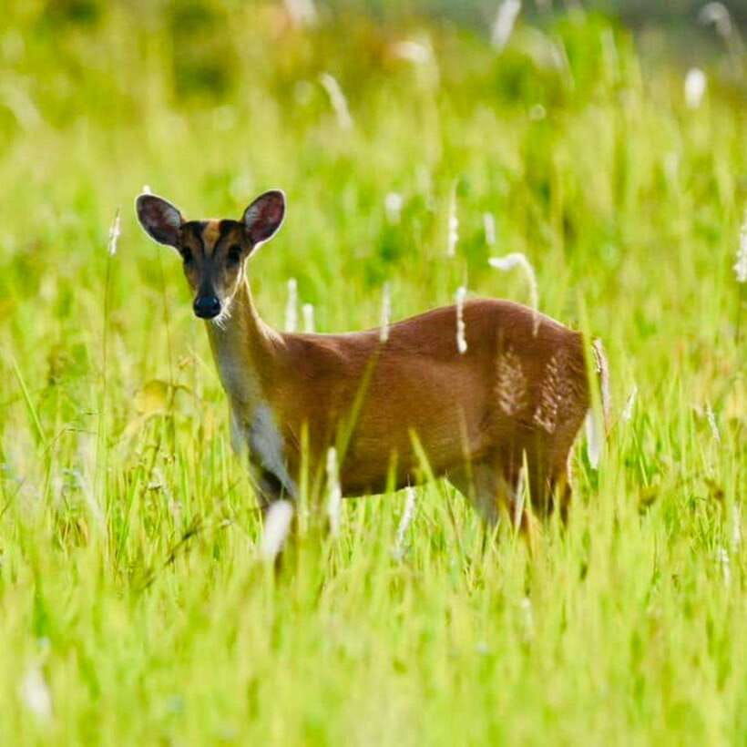 from-bangkok-khao-yai-national-park-day-trip