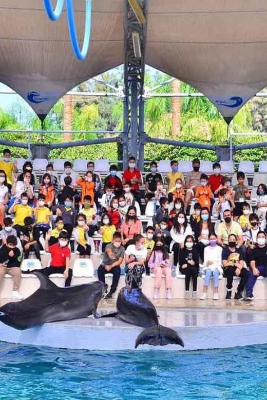 from-belek-dolphin-show-with-transfers