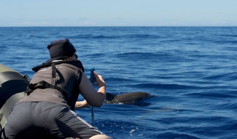 from-calheta-madeira-whale-and-dolphin-watching-boat-tour