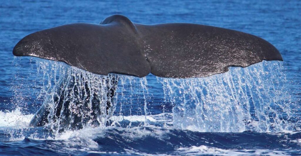 From Calheta: Whale and Dolphin Watching RIB Boat Tour | The Abroad Guide