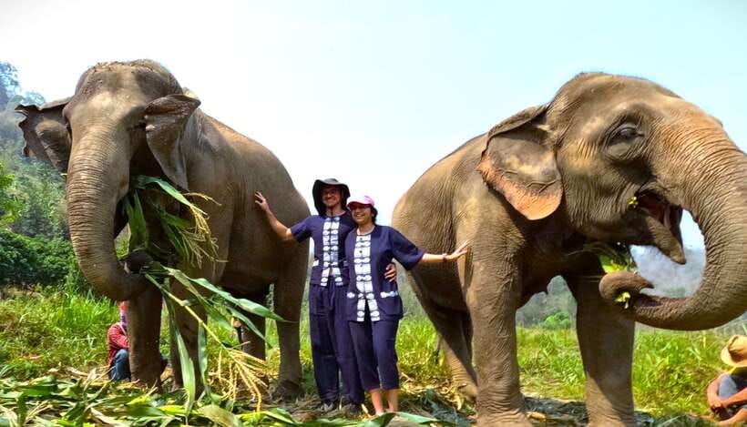 from-chiang-mai-chiang-mai-elephant-care-morning-program