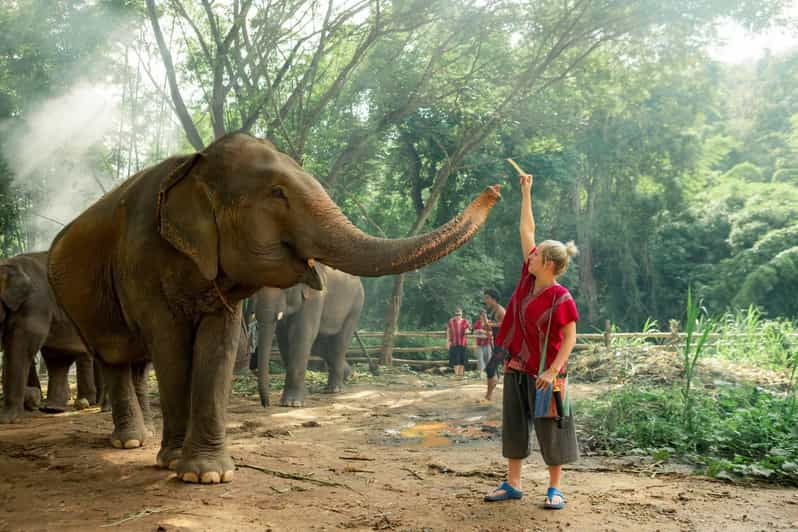 from-chiang-mai-kerchor-eco-elephant-park-tour
