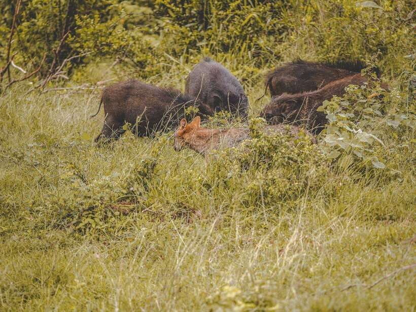 from-colombo-kaluthara-bentota-udawalawe-safari-tour