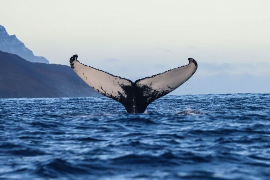 from-dalvik-arctic-whale-watching-in-northern-iceland