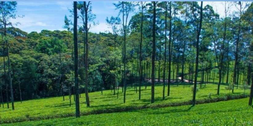 from-ella-tuk-tuk-tea-adventure-liptons-seat-excursion