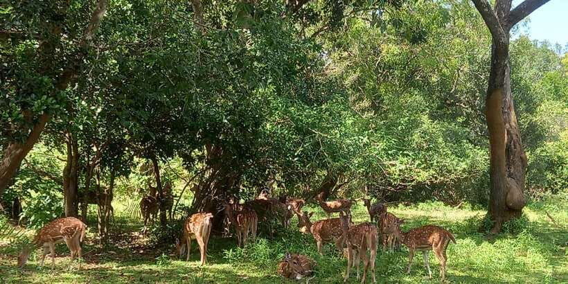 from-ella-udawalawe-national-park-safari-tour
