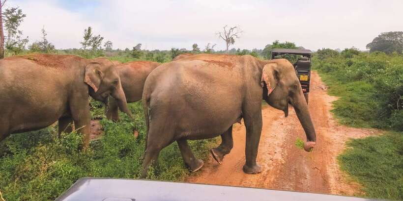 from-ella-udawalawe-safari-with-elephant-transit-home
