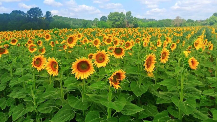 from-florence-val-dorcia-region-private-wine-tasting-tour