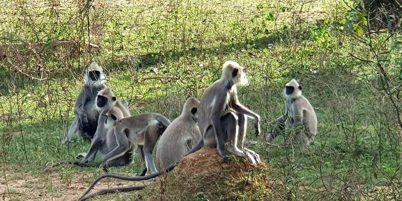 from-galle-hikkaduwa-mirissa-trip-to-udawalawe-safari-tour