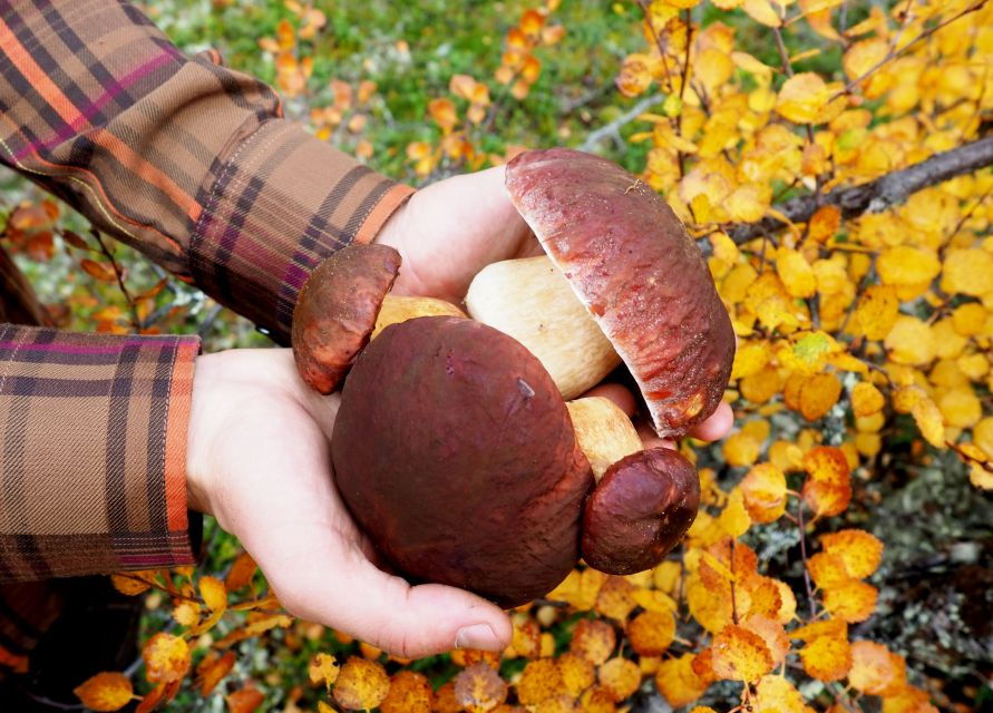 from-helsinki-mushroom-hunting-tour-in-a-national-park