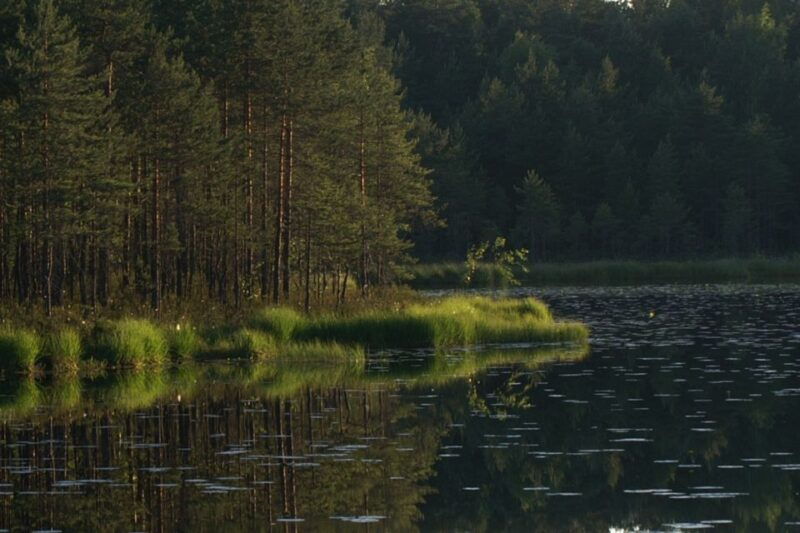 from-helsinki-nuuksio-national-park-half-day-trip