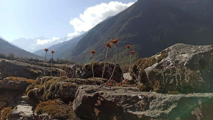 from-kathmandu-7-day-langtang-valley-trek