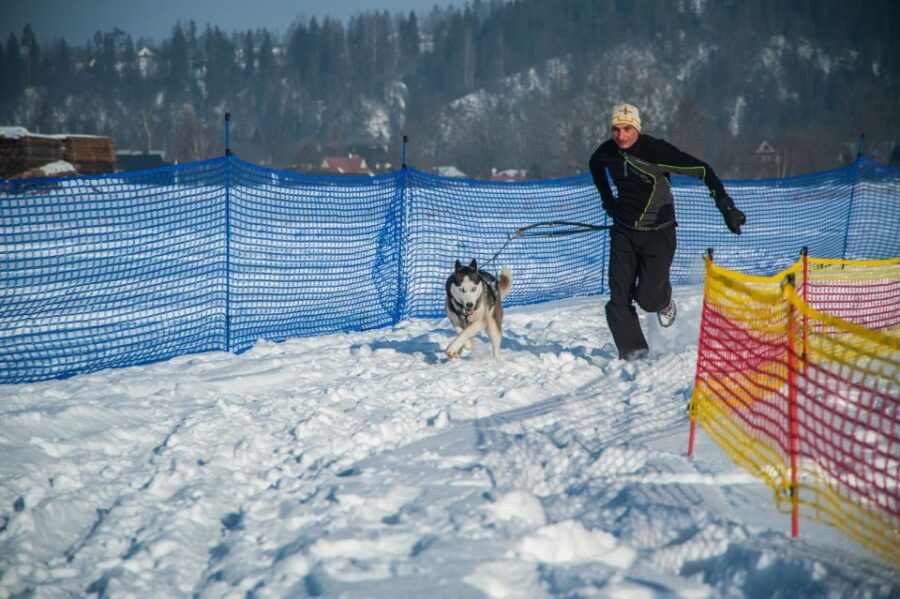 from-krakow-dogsled-ride-in-tatra-mountain
