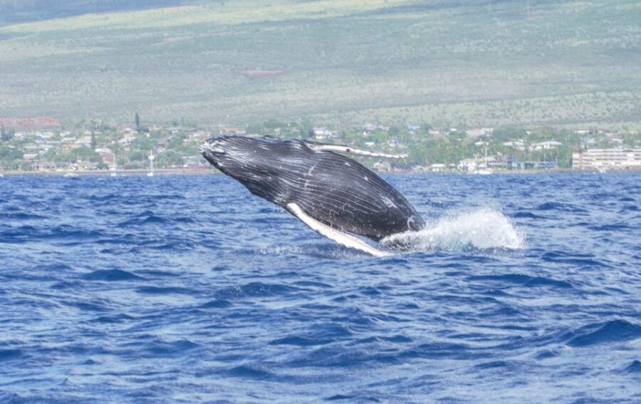 from-maalaea-whale-watching-catamaran-cruise-with-drinks