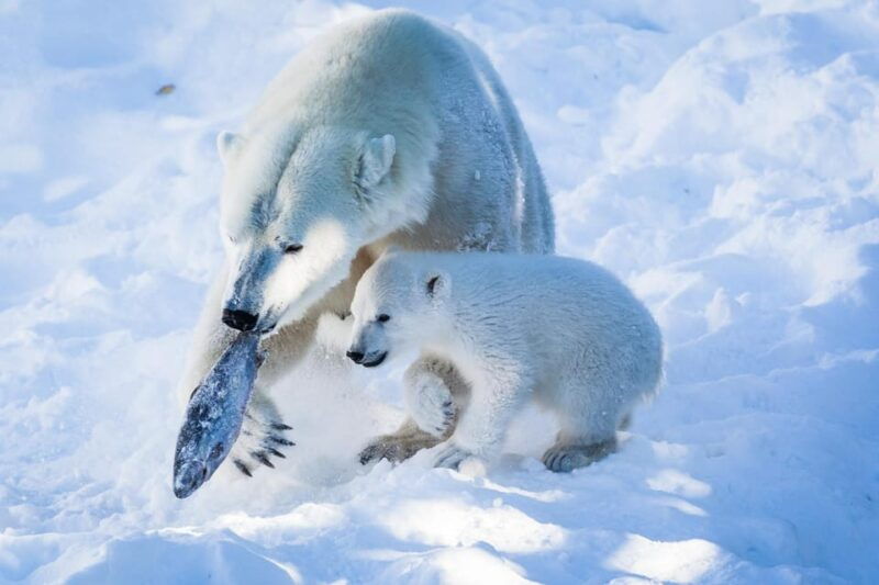 from-rovaniemi-visit-wildlife-park-in-ranua