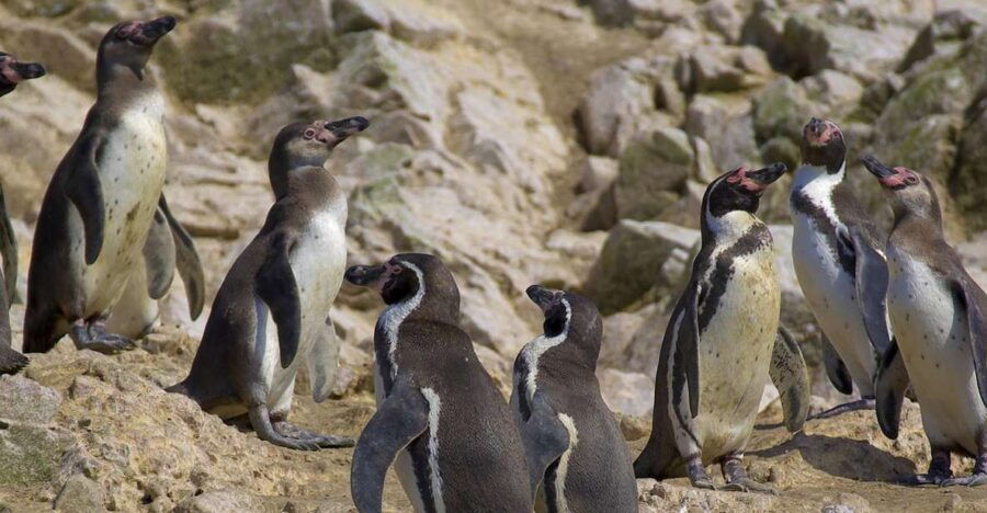 from-san-martin-ballestas-islands-and-paracas-reserve