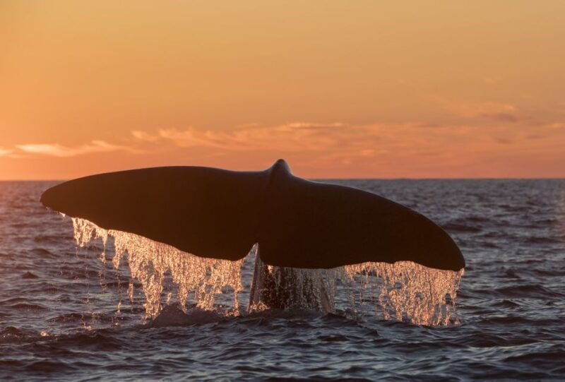 from-svolvaer-whale-watching-day-trip-to-andenes