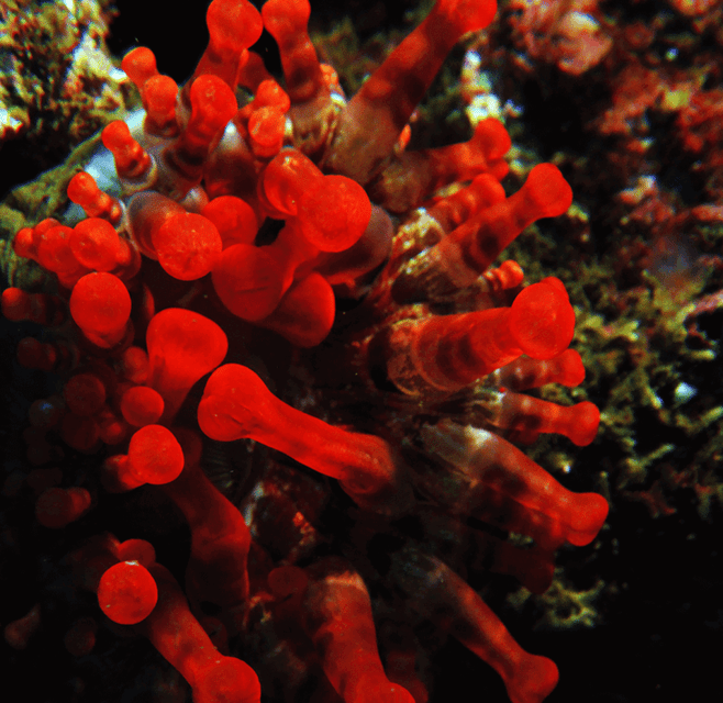 funchal-garajau-national-park-certified-divers
