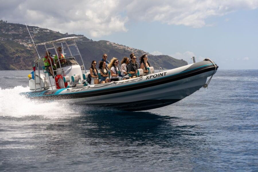 funchal-rib-whale-watching-cruise-and-optional-dolphin-swim