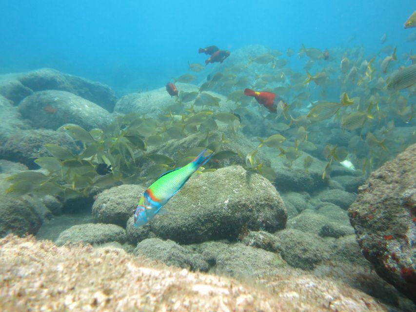 funchal-snorkeling-adventure-in-the-eco-park