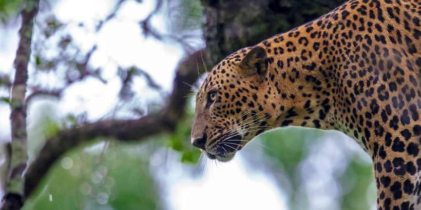 galle-mirissa-yala-udawalawe-safari-day-trip-with-picnic