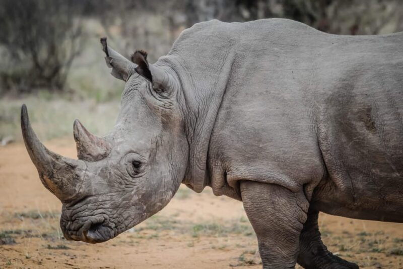 game-drive-and-white-rhino-walking-safari-in-livingstone-2