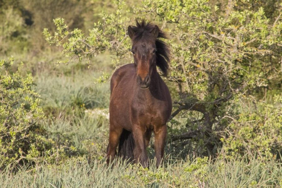 genoni-museum-and-giara-combined-ticket