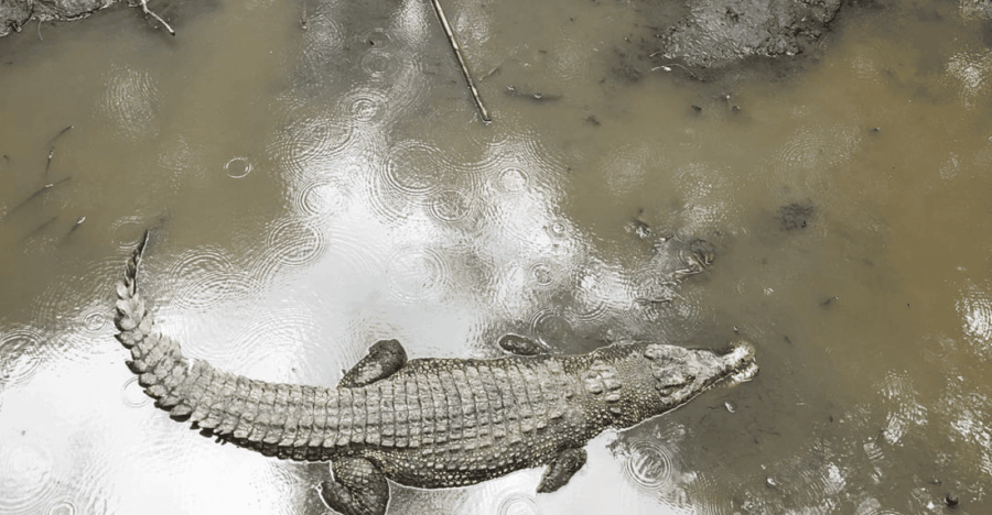 group-tour-can-gio-mangrove-forest-monkey-island-full-day-2