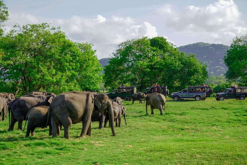 habarana-hurulu-eco-park-elephant-safari-with-hotel-pickup
