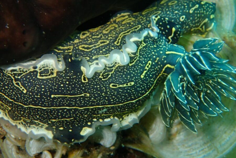 halkidikidiving-for-certified-divers-in-kassandra