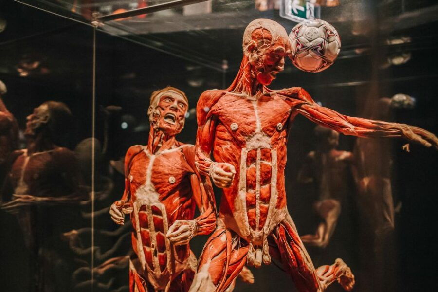 heidelberg-body-worlds-museum-entry-ticket