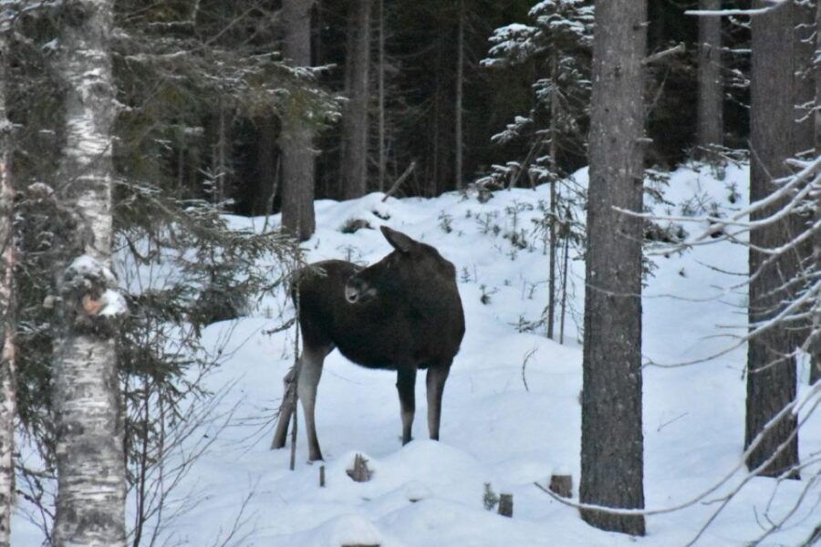 honefoss-2-day-moose-safari-in-oslos-wilderness