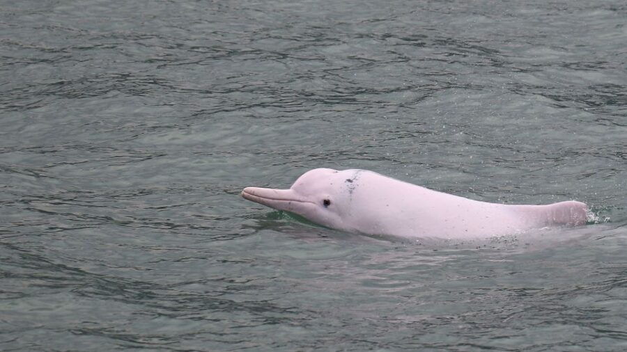 hong-kong-dolphin-cruise-big-buddha-lantau-island-tour