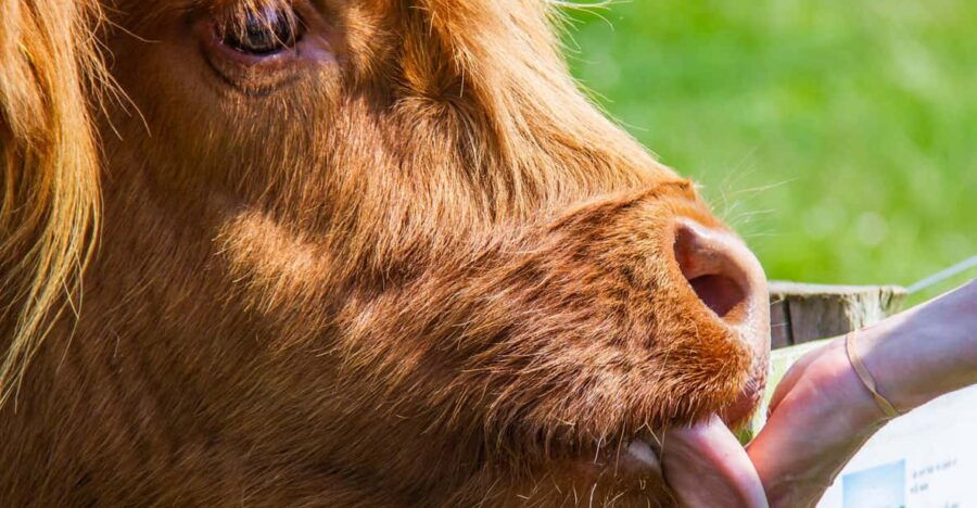 isle-of-arran-farm-tour