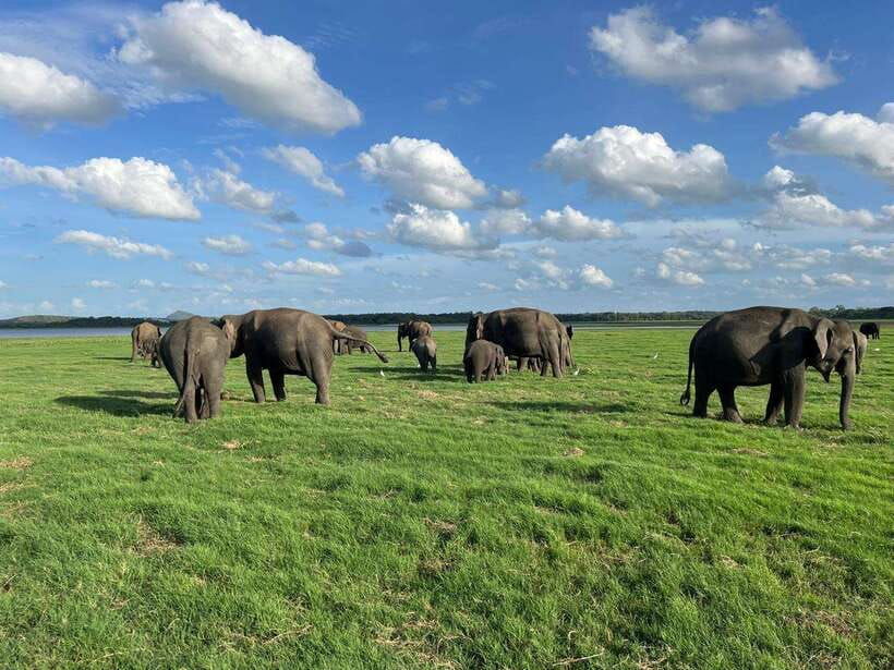 kaudulla-national-park-halfday-jeep-safari-with-hotel-pickup