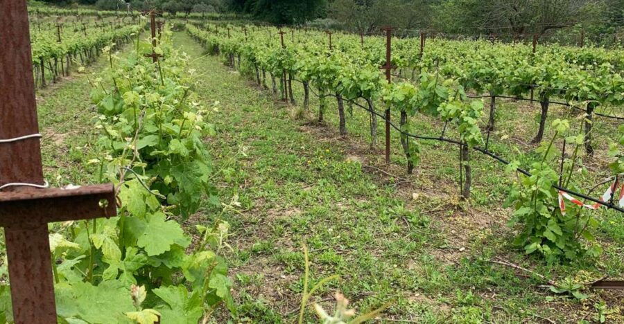 kefalonia-wine-tour-on-e-bikes