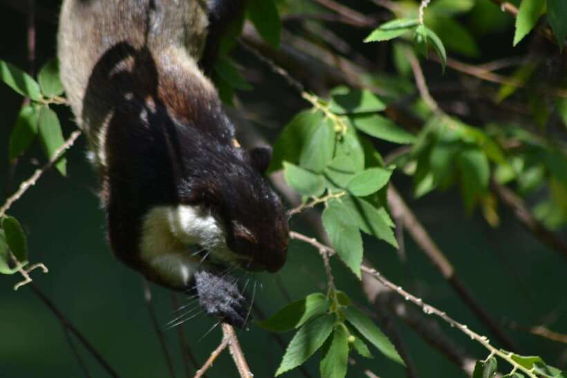 ketambe-sumatra-jungle-trekking-and-rafting-2