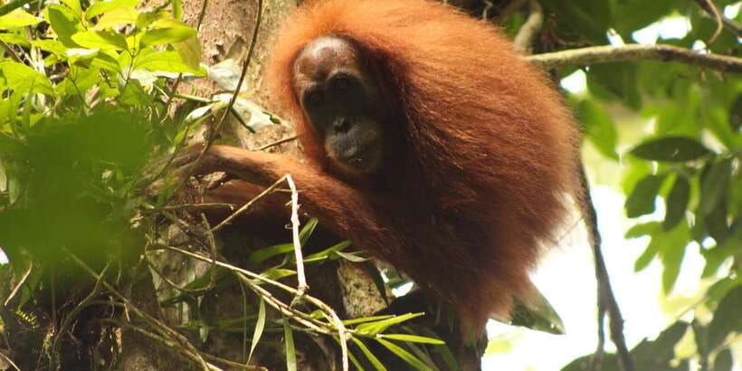 ketambe-sumatra-jungle-trekking-and-rafting