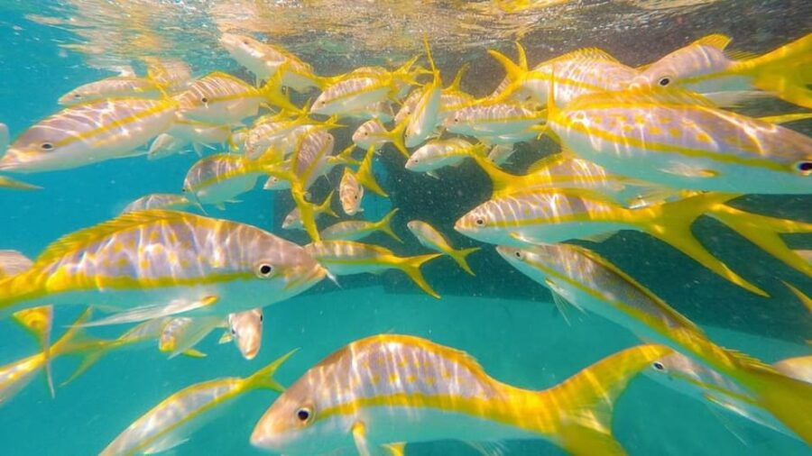 Key West: 3-Hour Morning Reef Snorkel With Lunch and Mimosas