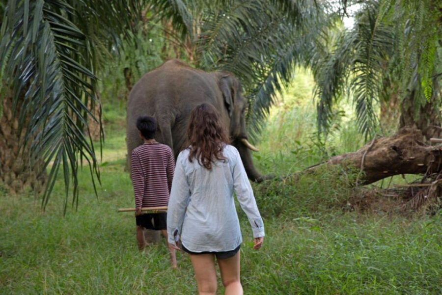khao-lak-unique-dusk-ethical-elephant-sanctuary-experience