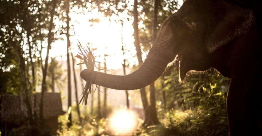 khao-sok-unique-dusk-ethical-elephant-sanctuary-experience