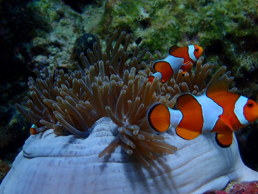 ko-yao-private-rok-and-haa-island-speedboat-charter