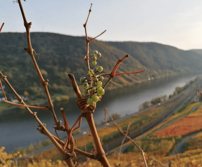 koblenz-the-living-vineyard-nature-wine-enjoyment