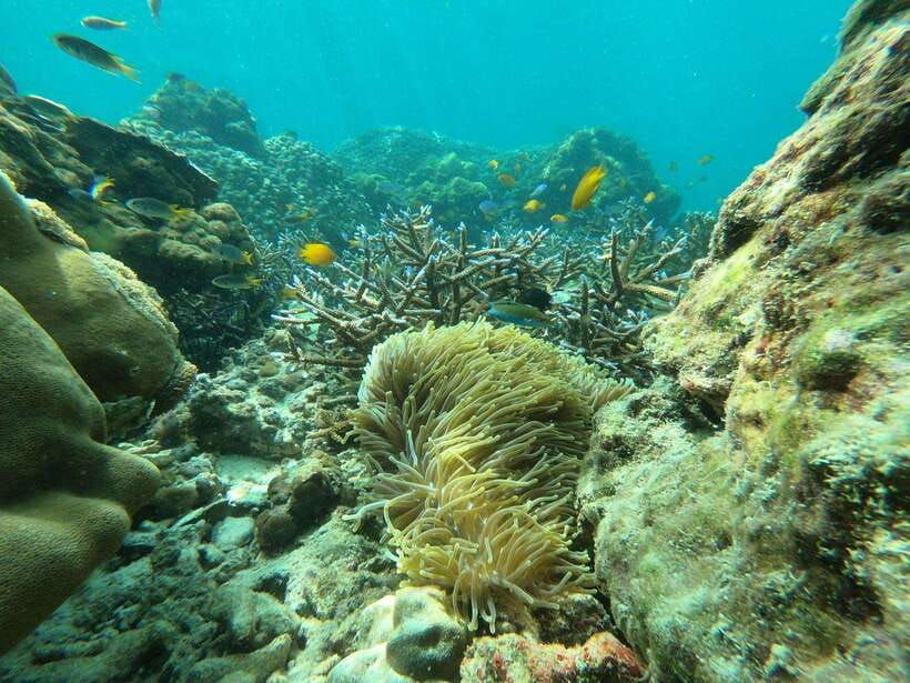 koh-phi-phi-maya-bay-bamboo-sunrise-sunset-speedboat-tour